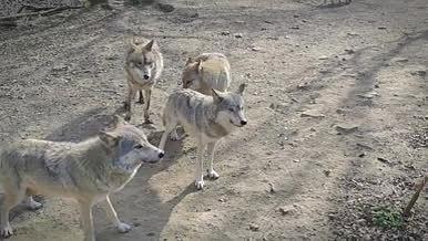 草原狼群野生动物视频素材下视频的预览图